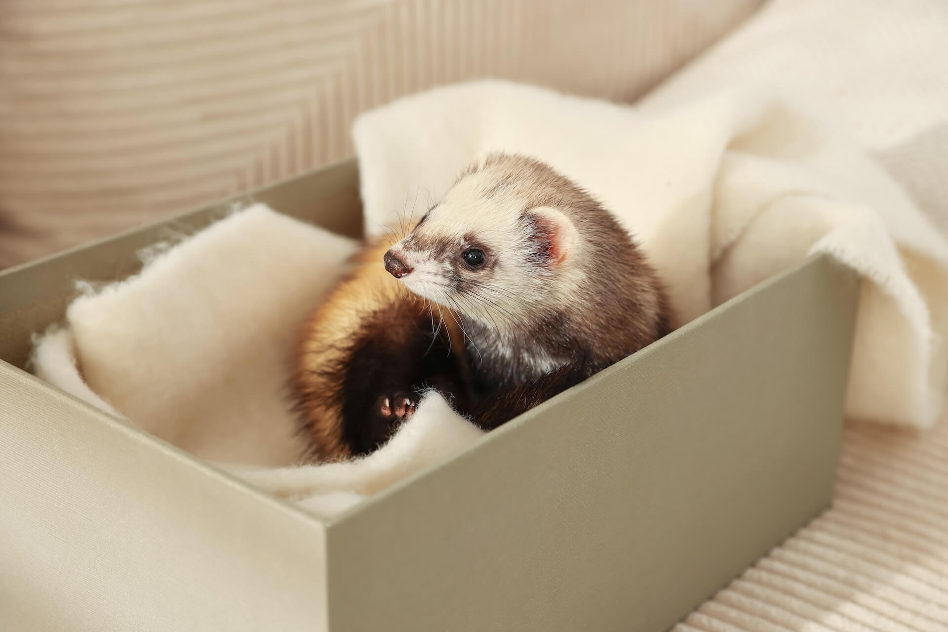 ferret in a box 