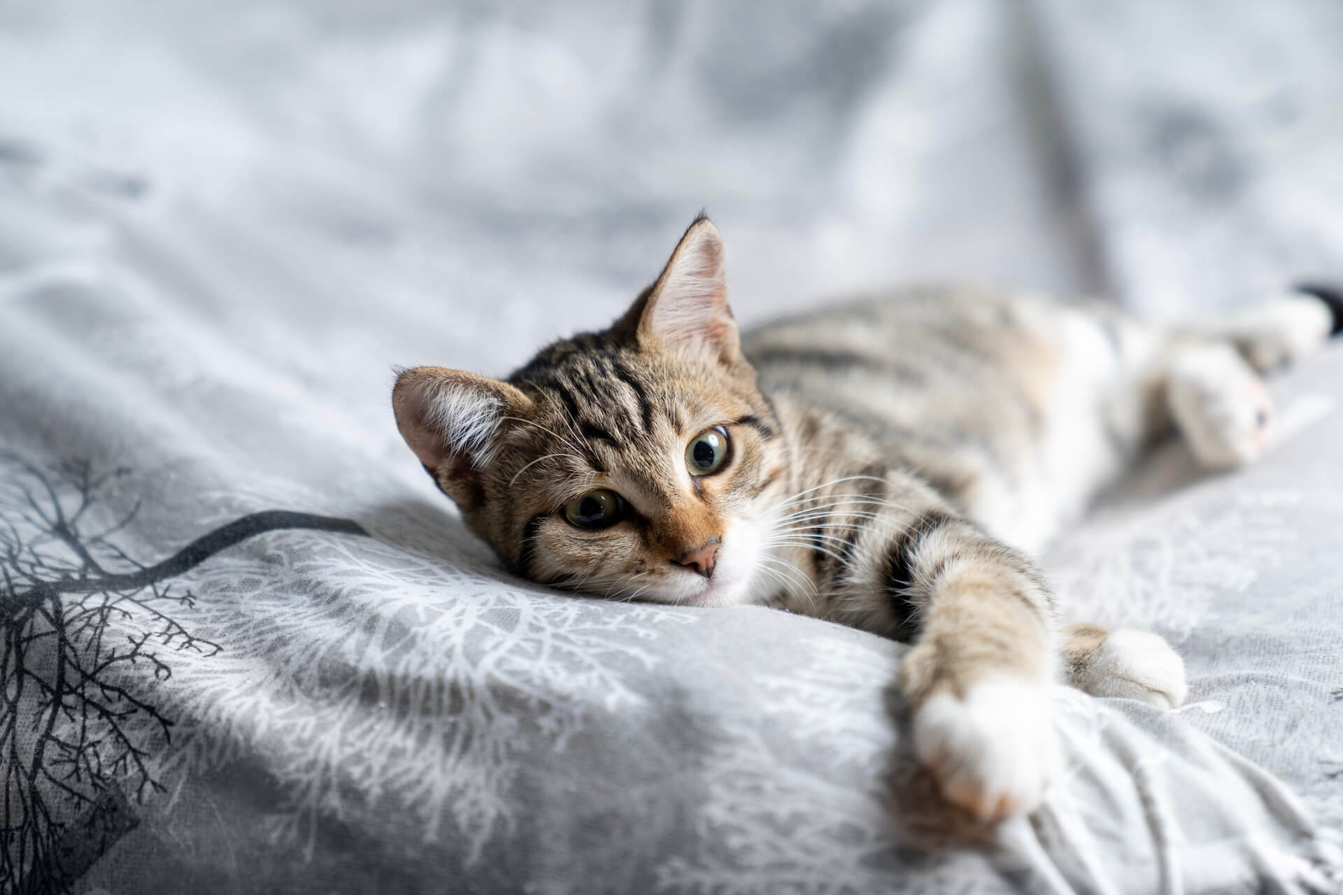 cute cat on a bed rolling around