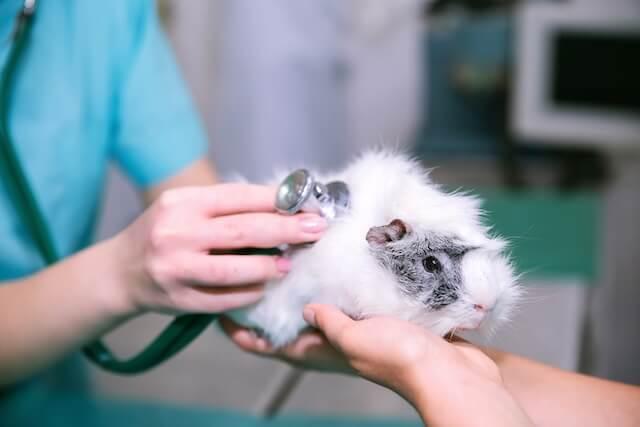 Exotic Animal Care