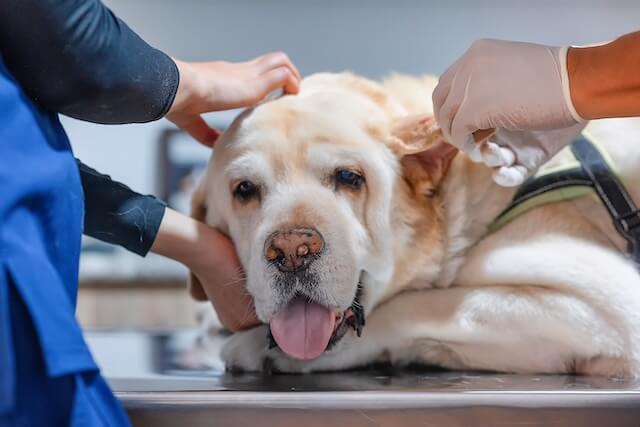 Surgery